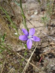 triodanis biflora